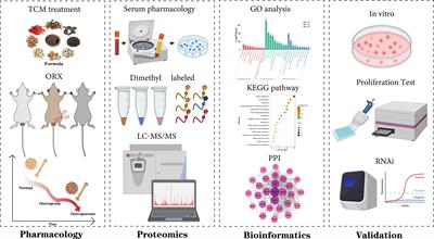 Quantitative Proteomics Revealed the Pharmacodynamic Network of Bugu Shengsui Decoction Promoting Osteoblast Proliferation